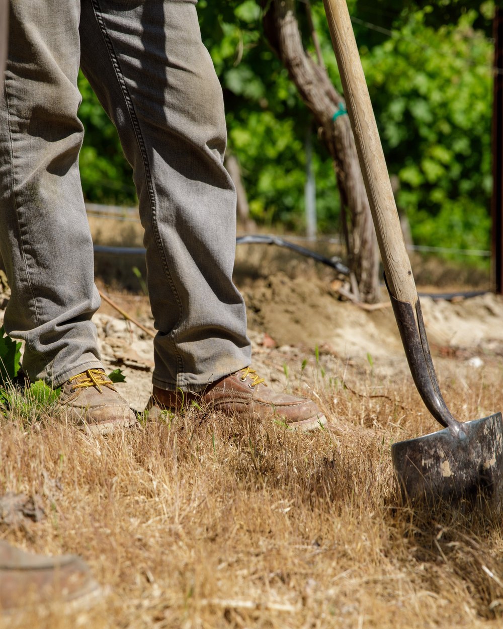 Work boots and a shovel in the dirt at the vine row