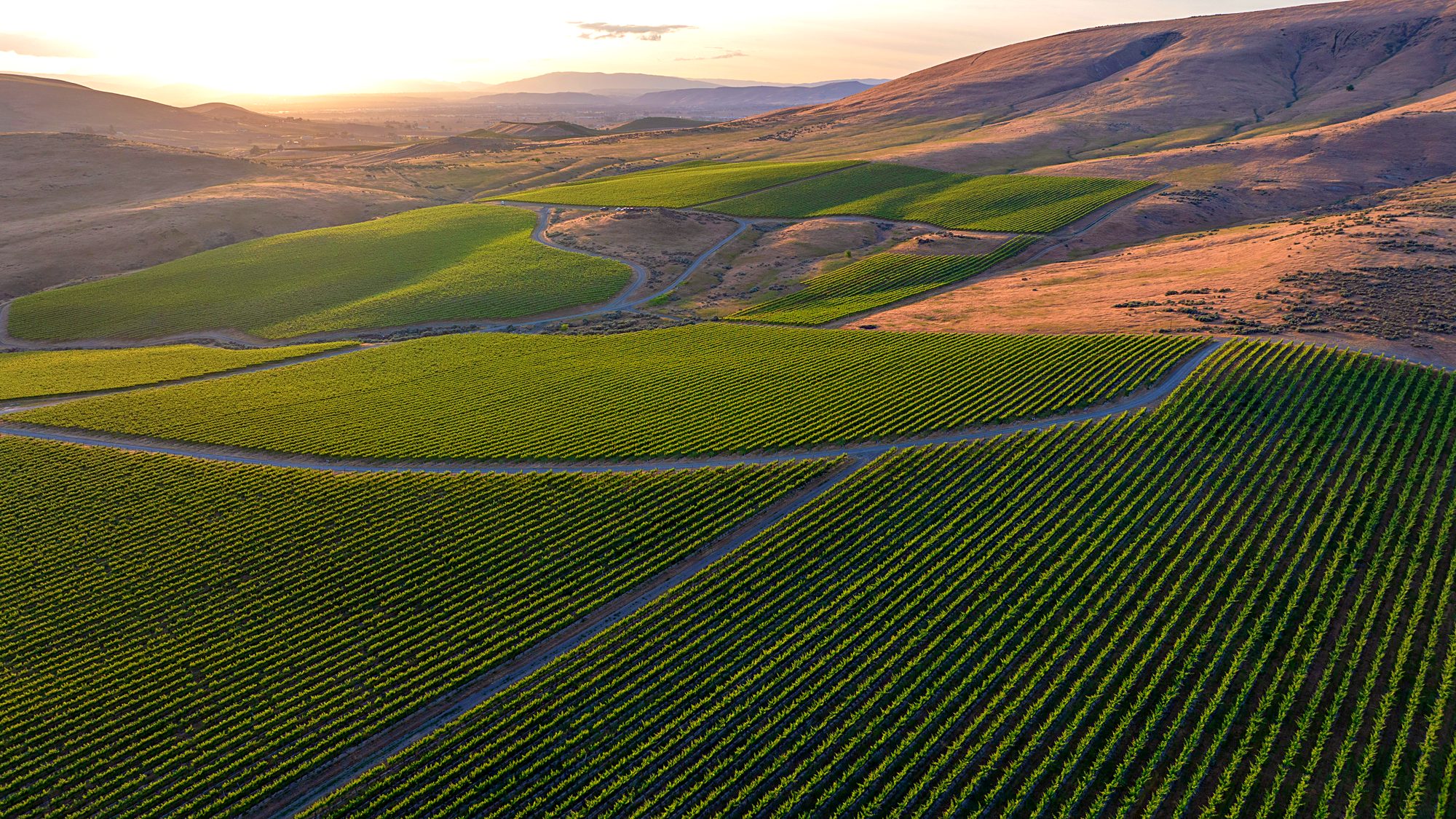 Elephant Mountain Vineyard from the air, looking northeast at sunset
