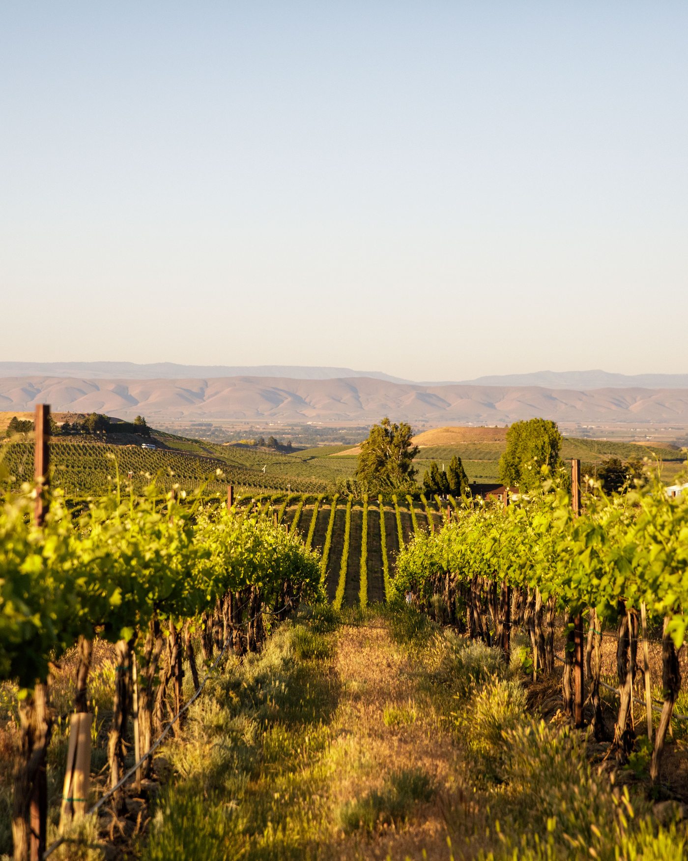 Looking down a row of vines on Elephant Mountain, out over the valley to the hills