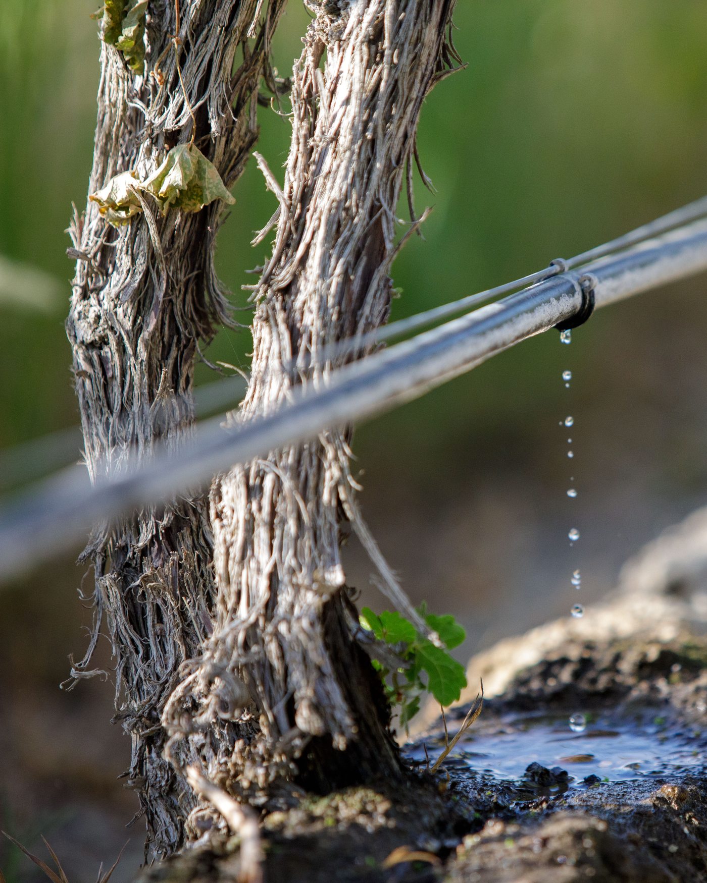 The base of an own-rooted vine with no graft union, beside the drip line