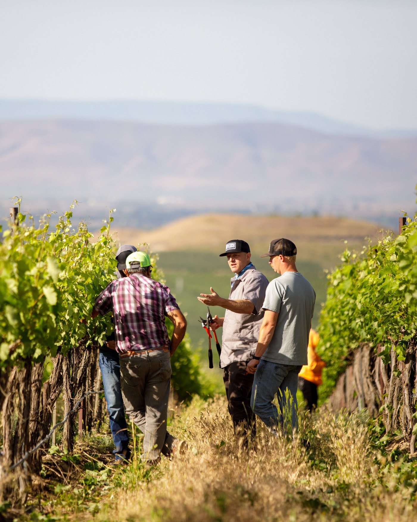 The crew talking between the rows, the valley behind them