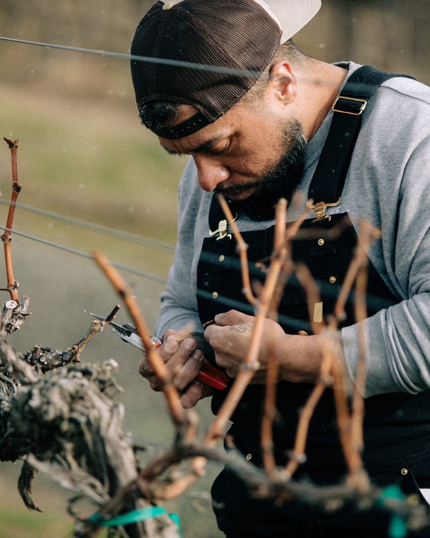 Javi Valencia pruning a vine in winter