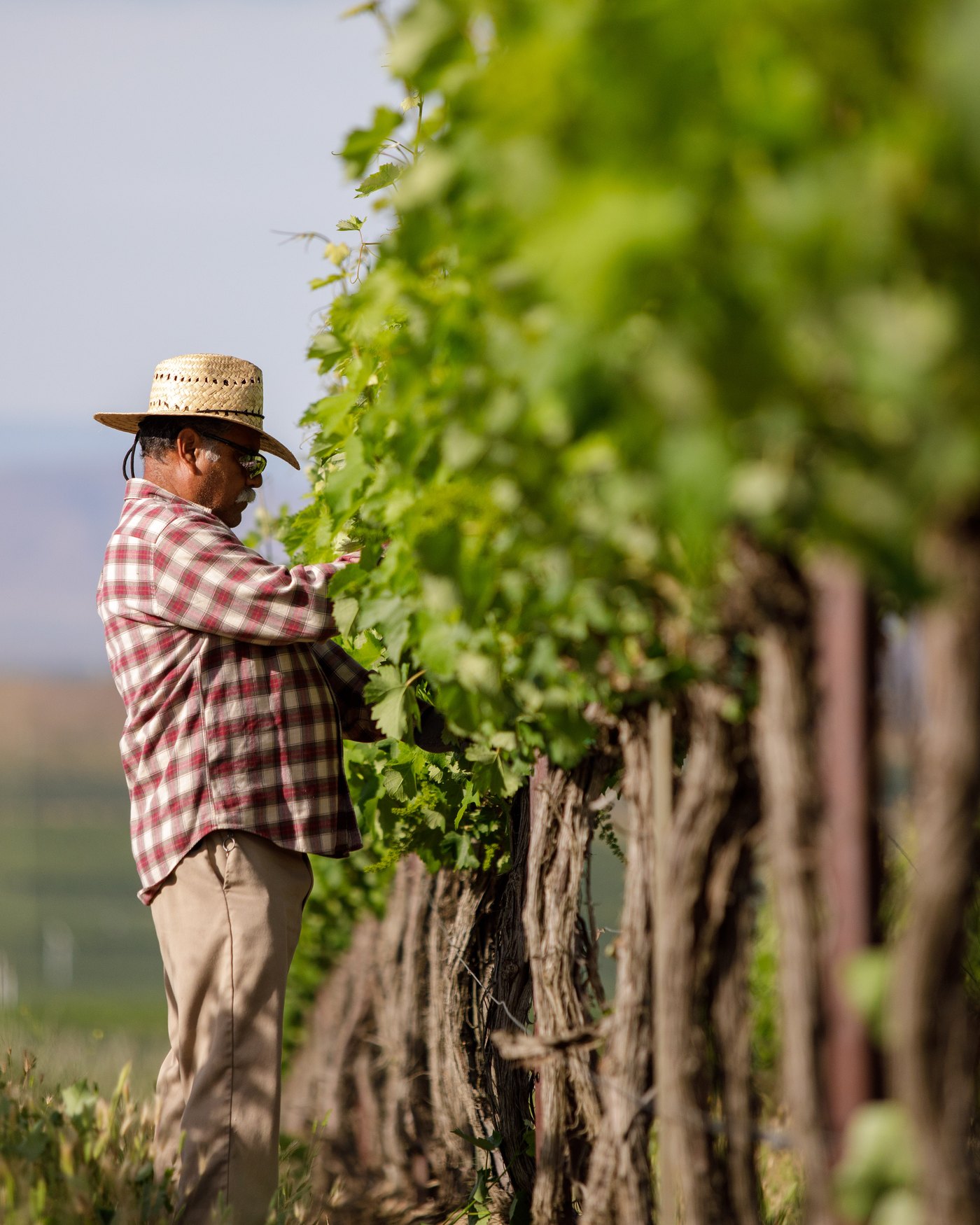 A crew member working the canopy beside old vine trunks