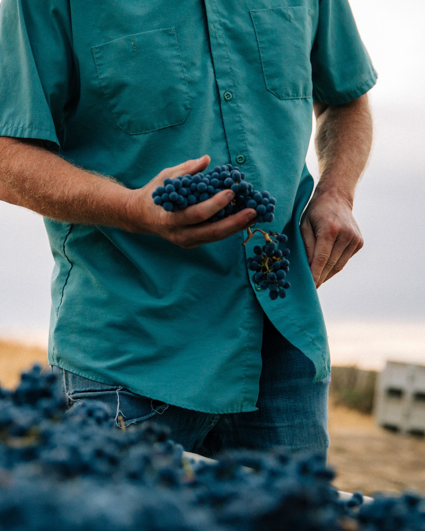 Andrew Schultz holding Cabernet clusters over a full bin at harvest